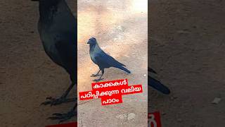 LEARN from CROWSPls SUBSCRIBE Channel❤️🙏സൂക്ഷിച്ചാൽ ദുഖിക്കേണ്ട shorts [upl. by Naivart927]