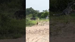 Young Lions Try Their Luck On Large Buffalo [upl. by Barthold524]