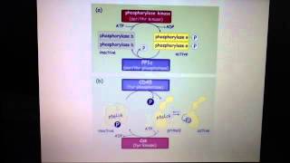 Phosphorylation and dephosphorylation  phosphatases activating and deactivating proteins [upl. by Svirad]