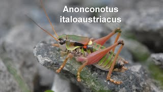 Anonconotus italoaustriacus  Nadigs Alpenschrecke  Eastern Alpine Bushcricket [upl. by Tillie]