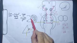 guyton chapter 53 part 6 auditory pathway auditory cortex determination of sound directionphysio [upl. by Loretta]