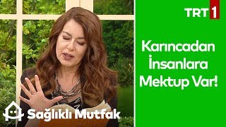 Evdeki Karıncalara Doğal Çözüm ve 2 Karınca Kıssası  Sağlıklı Mutfak 33 Bölüm [upl. by Moore]