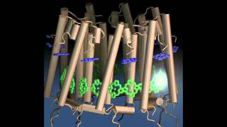 Light Harvesting by Chlorophyll [upl. by Meilen]