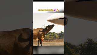 POWER OF GAU MATA 🕉️🔥 youtubeviralshorts sanatani [upl. by Hett6]