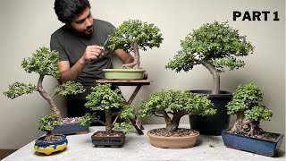 My Dwarf Jade Bonsai Collection  Maintenance Pruning  Part 1 [upl. by Boff]