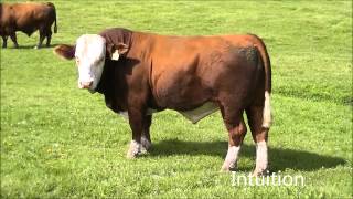 Anchor D Ranch Simmentals Herd Sire Double Bar D Intuition 330Y [upl. by Dnomsaj]