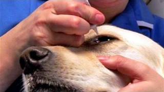 How To Apply Dog Eye Drops [upl. by Attebasile280]