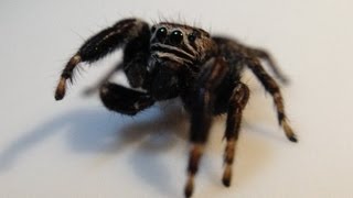 Skakun mały skaczący pajączek Jumping spider  macro Full HD [upl. by Nodnalb]