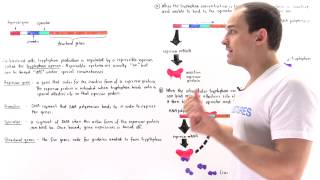 Tryptophan Operon [upl. by Costanzia]