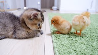 Kitten Kiki greets a tiny chicks for the first time [upl. by Deyas]