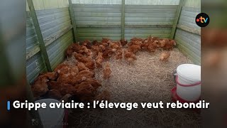 Grippe aviaire en Bretagne  l’élevage veut rebondir [upl. by Carr321]