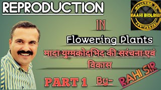 Development of female gametophyte part1मादा युग्मकोदभिद की संरचना एवं विकास  class12 in hindi [upl. by Bancroft285]