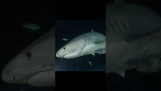 What’s better than Tigers Shark Tigers at night🦈🤿🌊shorts youtubeshorts viralvideo trending [upl. by Urania328]