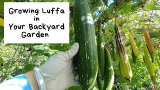 Growing Luffa in Your Backyard Garden [upl. by Lodge77]