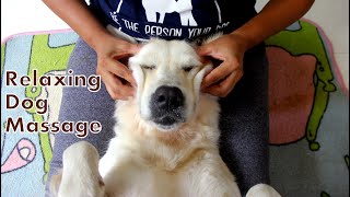 Relaxing Dog Massage [upl. by Einnalem137]