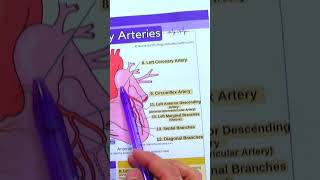 Coronary Artery Anatomy in Less Than 1 Minute  Heart Anatomy shorts anatomy nursing [upl. by Lennox]