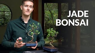 Jade Bonsai tree care [upl. by Vail]