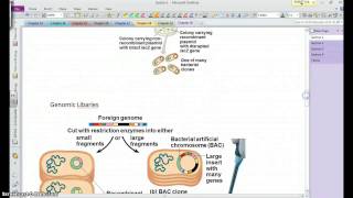 AP Bio Chapter 20 Section 1 [upl. by Jain]