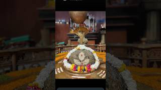 Om trayambakam yajamahe sugandhim shortvideo sivshankar youtubeshort [upl. by Eiralih]