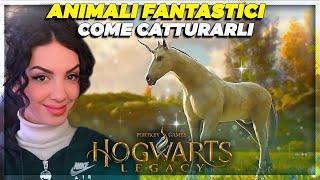 ANIMALI FANTASTICI  COME TROVARLI e CATTURARLI  Hogwarts Legacy [upl. by Libb]