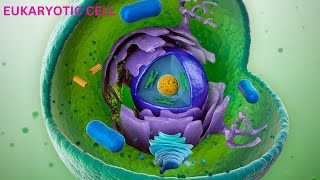 Eukaryotic cell structure its Organelles and their functions biology science education informat [upl. by Dunkin]