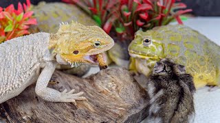 Feeding Bearded Dragon amp Hamster amp African Bullfrog Live Feeding [upl. by Ezeerb513]