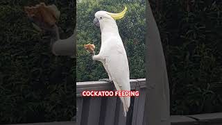 COCKATOO FEEDING 🇦🇺🪃🦜🦅🕊🐦 [upl. by Kuehn]