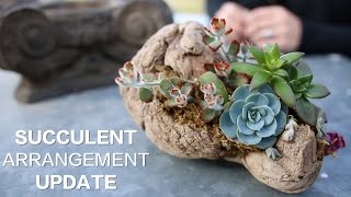 Driftwood Succulent Arrangement UPDATE [upl. by Gustaf540]