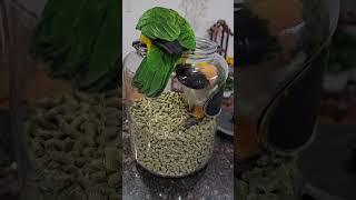 My 2 clowns 🤡🤡🦜🦜  My 2 caiques 😅 caiques parrot funny parrot funnyvideos loros [upl. by Utimer]