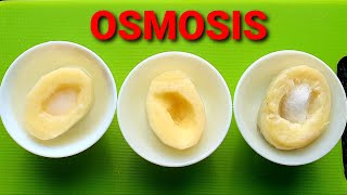 Osmosis and TonicityHypertonic Hypotonic and Isotonic SolutionsOsmosis with Raw and Boiled Potato [upl. by Nosna]