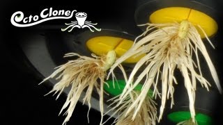 How To Clone Plants Easily And Quickly  The OctoCloner  Cloning 101 [upl. by Htiduj]