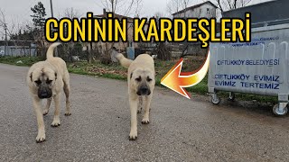 KÃ–PEK Ã‡Ä°FTLÄ°ÄÄ° SAHÄ°BÄ° OLAN KÄ°ÅÄ°NÄ°N 1 GÃœNÃœ BÃ–YLE GEÃ‡Ä°YOR   PANZER GELÄ°ÅMEYE DEVAM EDÄ°YOR [upl. by Aiam]