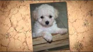 Cute Maltipoo Maltese Poodle Mix Puppies [upl. by Ainatit]