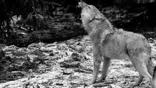 Ululato lupo DA BRIVIDI IR Plus 110 gradi  Wild Wolf Howling Canis lupus italicus [upl. by Lemaceon16]