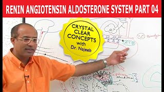 Renin Angiotensin Aldosterone System  RAAS Part 4👨‍⚕️ [upl. by Lindsy]