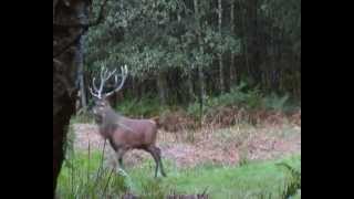 Wildlife Cerfs Sangliers Deer boarsArdennes sauvages Blakvswild [upl. by Ocirne906]