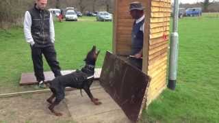 Doberman David Von Hunnoterra ipo1 schutzhund training bitework protection [upl. by Yelik]