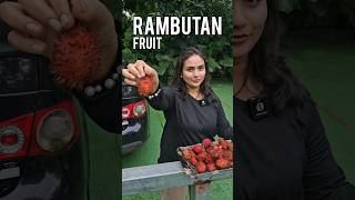 Rambutan Fruit is Very Tasty [upl. by Rheims876]