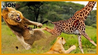 Top 10 Shocking Giraffe Fight In The Wild You Won’t Believe What Happens 🦁😯  Animal Fights [upl. by Analart626]