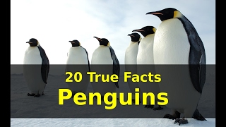 20 True Facts about Penguins [upl. by Holzman]