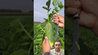 কিংলুবো মুলাshortsfeed Chinese GreenRadish healthyfood farming farmer cultivation facts [upl. by Stanhope]