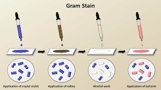 Classification of Bacteria Antibiotics  Lecture 1 [upl. by Brieta]