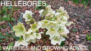 Hellebores in Spring [upl. by Manard]