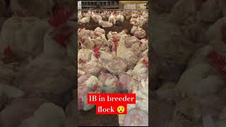 Infectious bronchitis in broiler breeder at 60th weekviralvideo chickenpoultry breeder broiler [upl. by Adnawot]