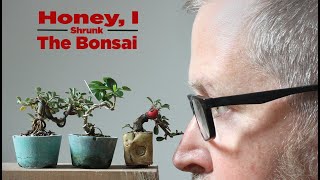 Bonsaify  Two Key Steps to Shrinking Your Mini Bonsai [upl. by Meeka]