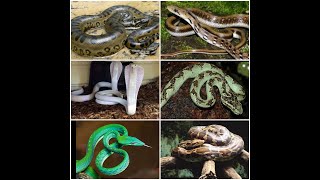 Snakes Of Mysore Zoo [upl. by Irmo246]