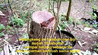 SAMBUNG SUSU KELENGKENG YANG TIDAK MAU BERBUAH  PART 1 [upl. by Obelia644]