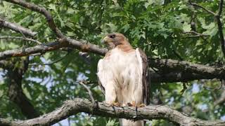 Redtailed Hawk  Screech  HD  NO MUSIC OR EDITING [upl. by Nlyak477]