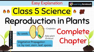 Class 5 Science Chapter 1 Reproduction in Plants [upl. by Akinod]