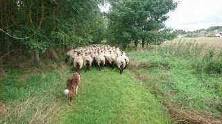 Border collie in training day 3 [upl. by Bal688]